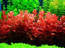 Red Butterfly fish tank in the background plants landscaping a