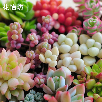 迷你多肉植物仙人球 办公桌植物 多个品种供选 多个品种 脱盆发货