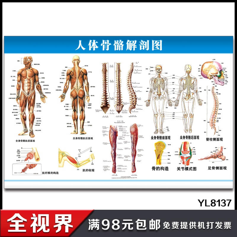 Human Anatomy Flip Chart