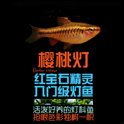 South American water family ultra red cherry light fish red rose small tropical fish ornamental fish living fish lamp cofish