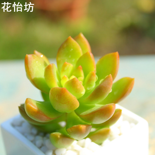 黄丽 多肉植物盆栽 防辐射办公桌面盆栽绿植 吸甲醛 景天科