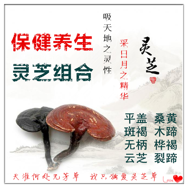 Long white mountain wild lingzhi combined health care canon immuno young