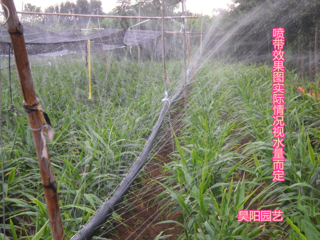 Spray irrigation with water saving irrigation Strawberry grape micro spray with 1 inch water spray with spray with agricultural drip irrigation