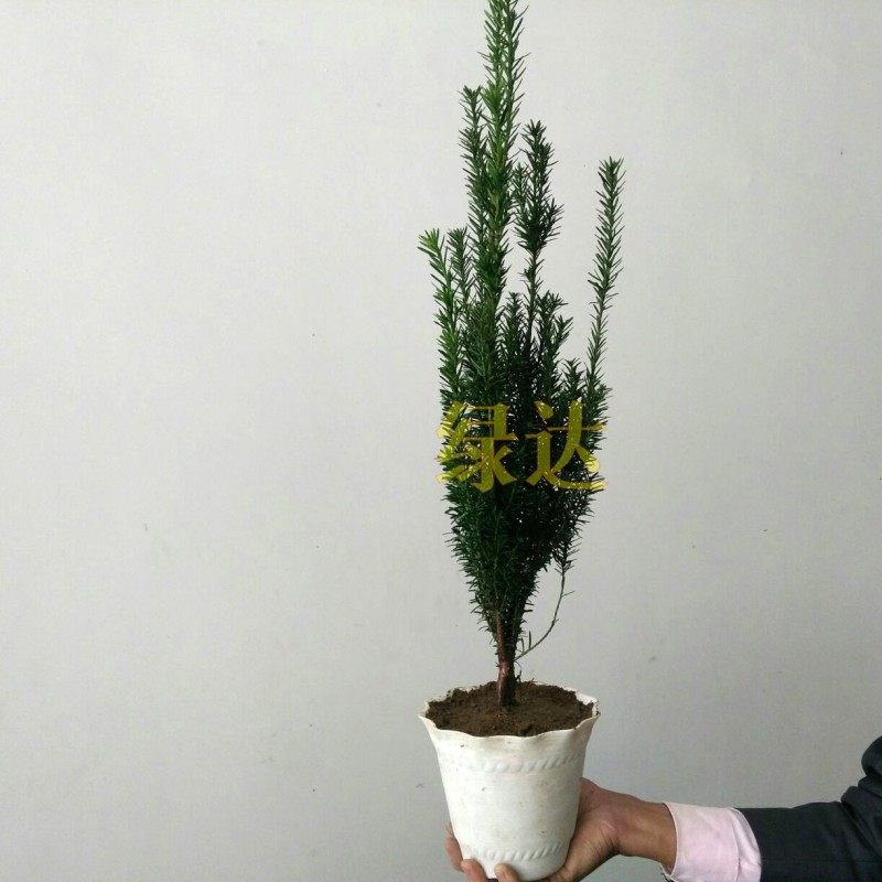 �̴��ͺ��������辰