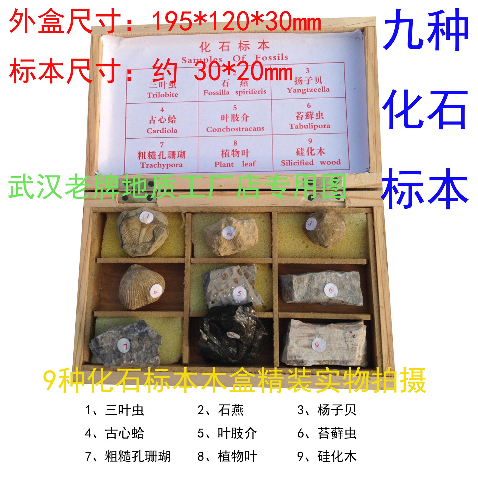 9种化石标本中小学教学教仪标本收藏