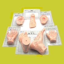 Foot reflex zone massage foot acupoint model one-hand model ear acupoint hand foot ear acupuncture model lettering