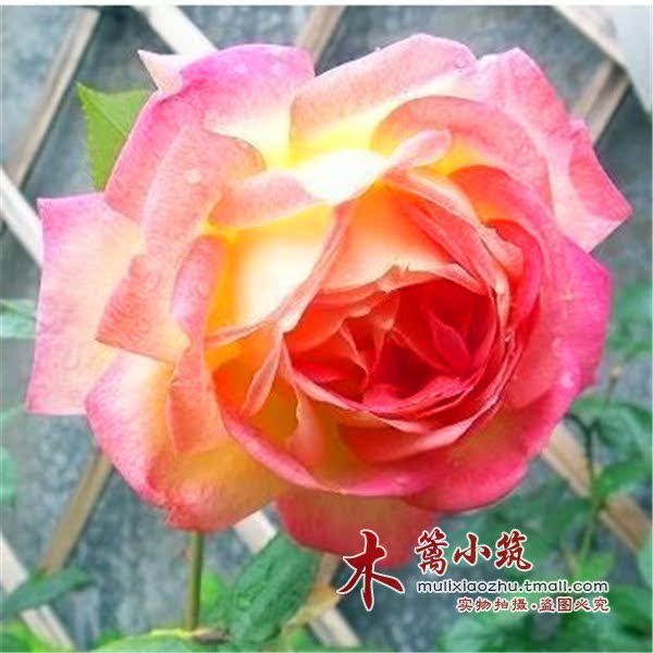 新品藤本月季花苗大花【藤彩云】爬藤藤本月季四季开花花卉盆栽