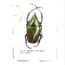 Butterfly language: True insect specimens Philippine tortoise golden tortoise Beetle Scarab experimental collection