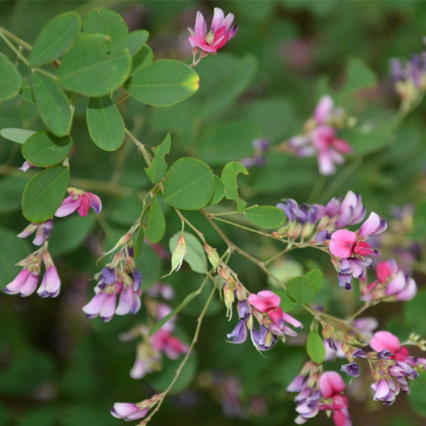 胡枝子 盆栽室内苗花卉 阳台花 观花植物
