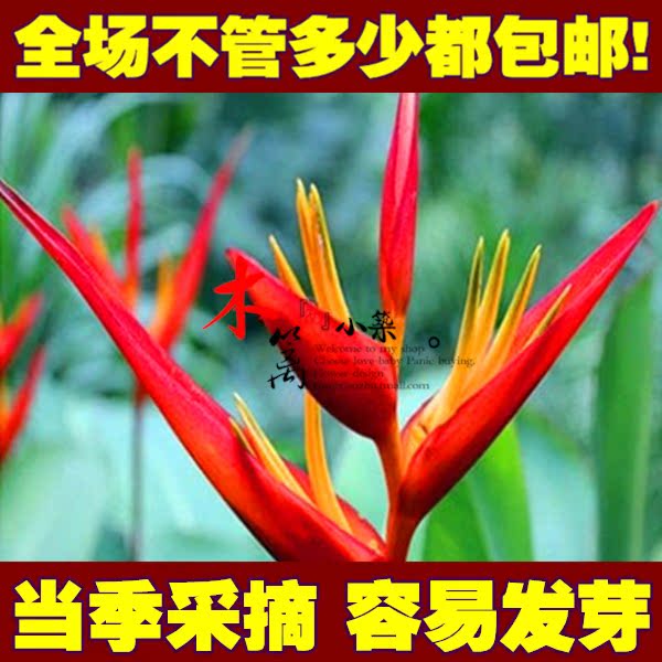 鹤望兰天堂鸟室内盆栽花卉绿植 天堂鸟颜色多样任意选【10粒装】