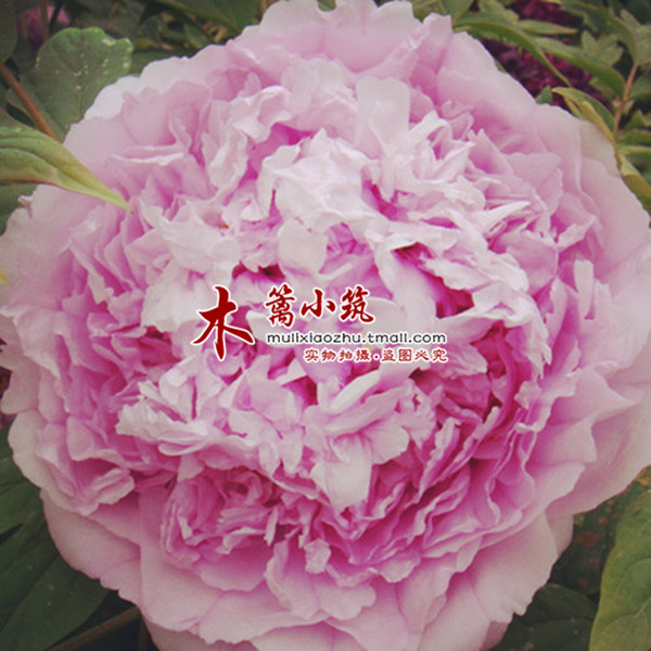 【精品特选】国花牡丹苗 8年大苗 室内阳台庭院绿植盆栽