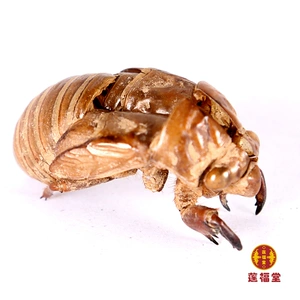 Z Стоимость -Эффективная бесплатная доставка] Cicada Loled 500G Bozhou Китайская медицина