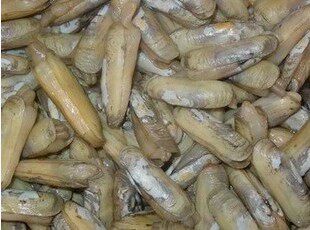 Direct super fresh meat fat double-headed live razor Clams 500g