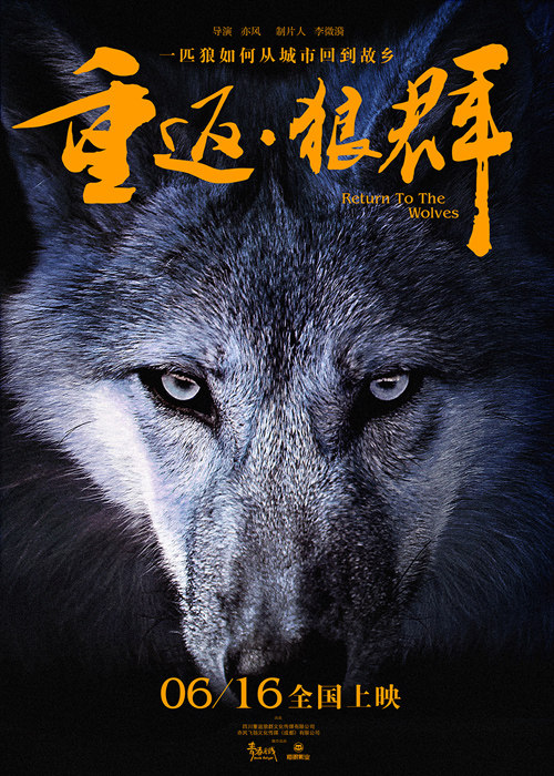 Return To Wolf Pack Original Movie Poster Movie Original Genuine Poster