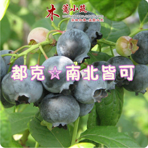 【都克】阳台庭院盆栽地栽蓝莓苗 南方北方可种植 带土发货