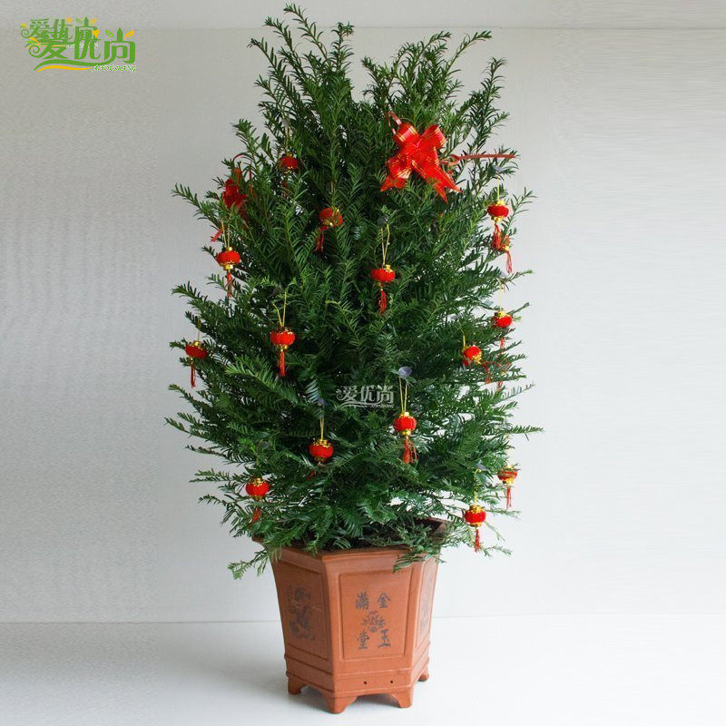 �����к춹ɼ����00025