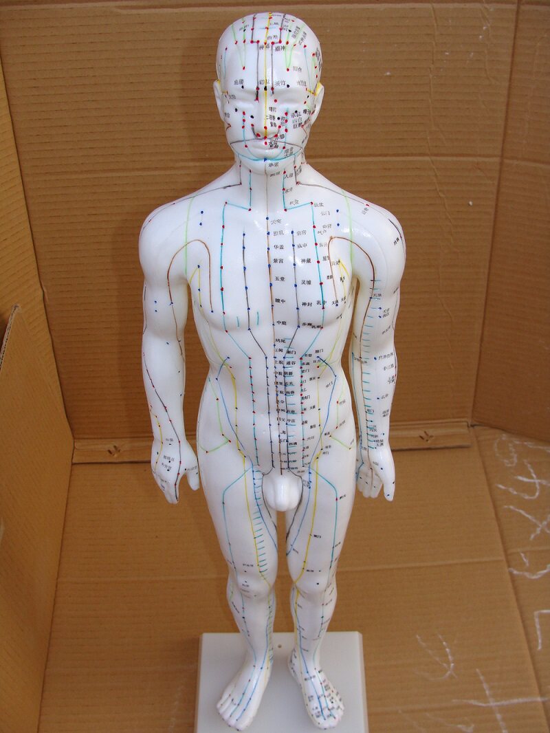 人体针灸模型50CM 人体全身穴位模型 医学教学培训专用 男性
