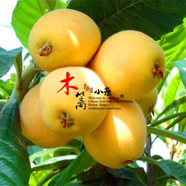 【洛阳青】枇杷苗 枇杷树 白沙琵琶树 琵琶树花卉苗木庭院植物