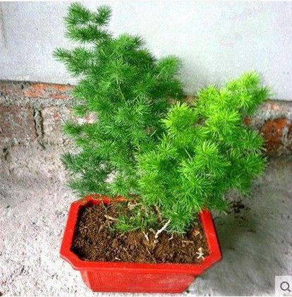 �Ӻ�Ե�辰75994