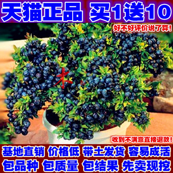绿植盆栽 地栽苗 蓝莓苗 蓝莓苗南北方种植带原土发货