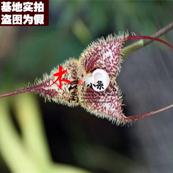 【雪花猴16】猴面兰花盆栽花卉兰花苗大花蕙兰 蝉兰 虎头兰当年开