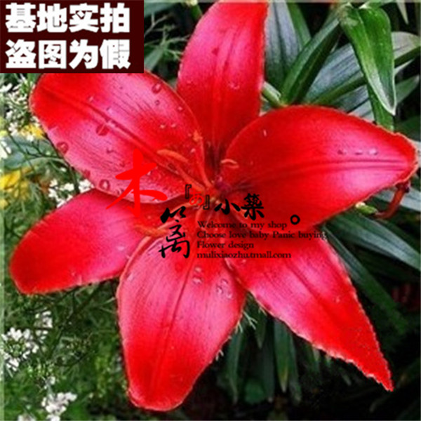 【美人红16】带芽荷兰精选百合球根阳台桌面花卉盆栽百合花苗