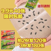 Household fly paste fly paper anti-mosquito paper anti-mosquito stick insect insect odorless sticky fly fly fly trap powerful sticky fly paper