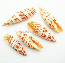 Natural conch shell big bamboo snail Koi pen snail gift collection creative design aquarium set floor decoration