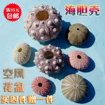 Natural conch shell sea urchin shell Empty phoenix sea urchin flower pot fleshy flower pot creative lampshade shell decorative ornaments