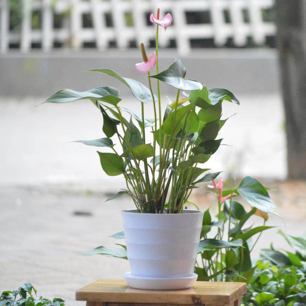 �����������辰