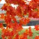 Artificial Red Maple Leaves, Dense Red Maple Leaf Vines, Decorative Flowers for Hotel and Home Beautification, Fake Leaves and Branches, Maple Leaf Branches
