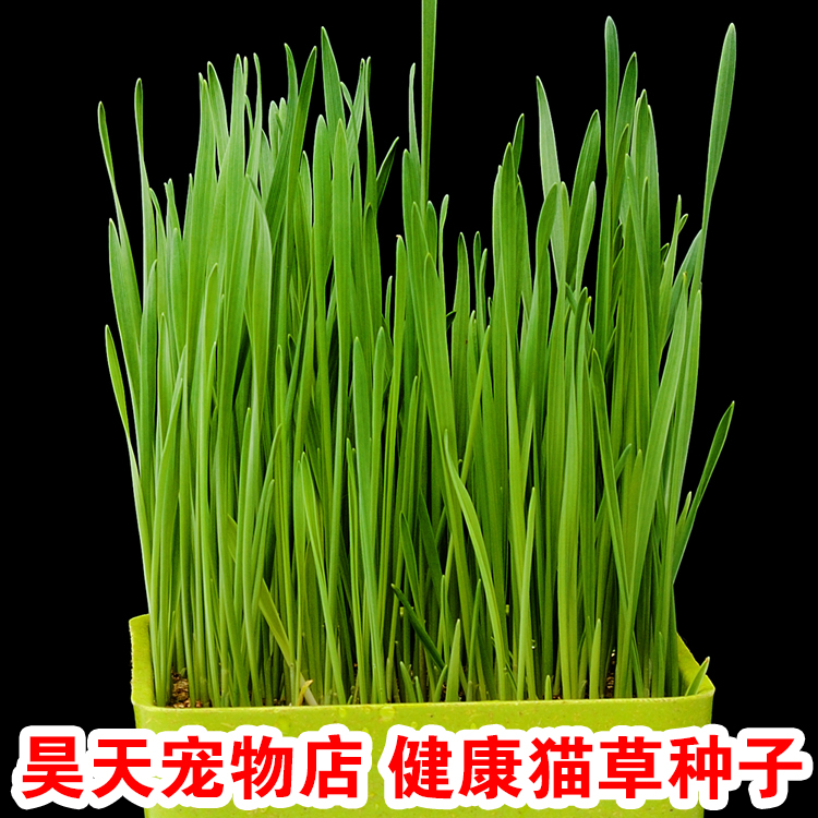 Pet Cat Snacks Cat Grass Seed Cat Grass Seed To Hair Balls Conditioning Kitty Gut Wheat Germline Wheat Planting Cat Grass