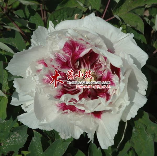 精品盆栽 庭院蓝色 牡丹花苗【白色浪漫】极其珍贵