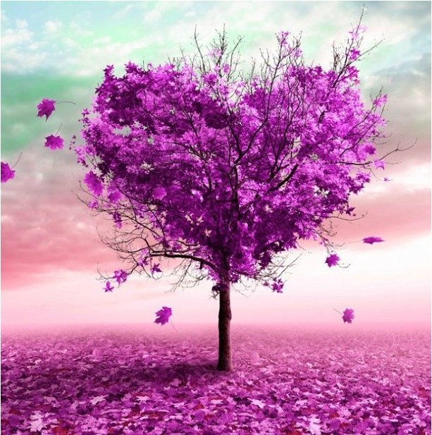 �ʼҡ�KSʮ����KSAIXINSHUSANL9990088