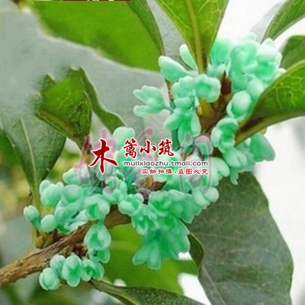 【青桂】四季开花桂花苗 阳台庭院盆栽地栽苗 带土发货 花香浓