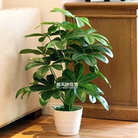 Nhà máy mô phỏng chậu tiền cowpot chậu trong nhà giả hoa trang trí cây xanh bonsai cây giả phòng khách trang trí trang trí - Hoa nhân tạo / Cây / Trái cây hoa mai giả