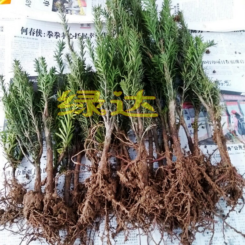 �̴�춹ɼС��hdscuzh