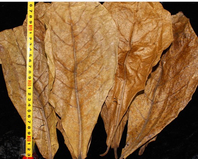 Olive kernel leaf Lazy leaf Betta red dragon colorful short snapper Egyptian fairy breeding and breeding Acid-lowering day * natural leaf leaves 5 pieces