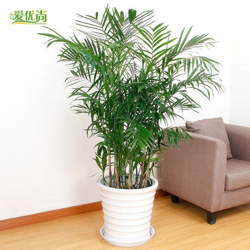 ������������Ҭ������ ������Ҭ������