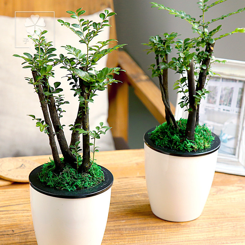 ������СҶ���� ��̴ľ