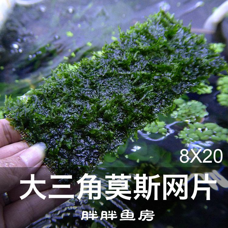Large Triangle Moise Convulconate Moss Mesh Sheet Aquarium Eco Fish Tank Water Grass cylinder View Package Tie to the wood