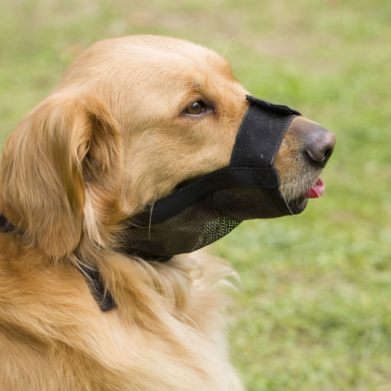 金熊猫 宠物狗狗嘴套嘴罩 大小型犬防咬叫 泰迪贵宾防叫口罩嘴带