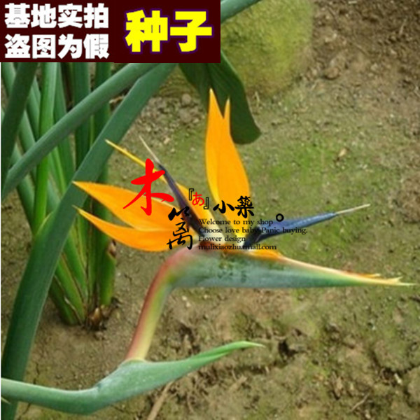 【HK9】鹤望兰天堂鸟室内盆栽花卉 天堂鸟颜色多样【10粒装】