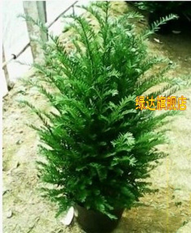 �̴���辰����