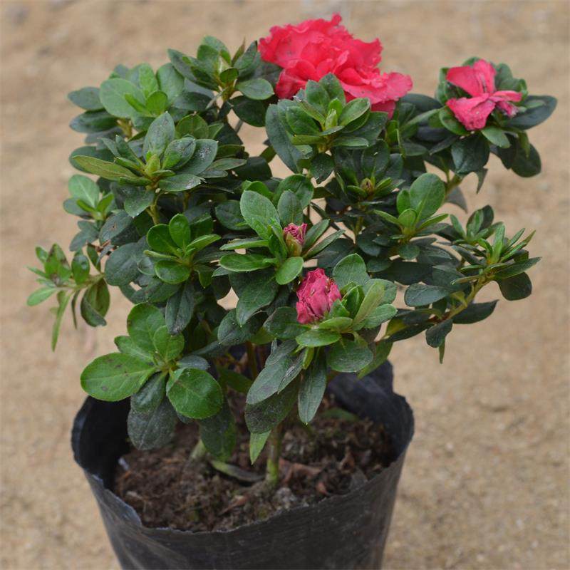 �Ӻ�Ե�辰�ž�