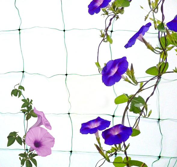Loofah cucumber morning glory climbing net Climbing rattan net Plant climbing grid plastic net 1 8m x3 6m