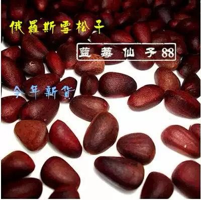 Raw Russian cedar nuts cooked full of wild pine nuts 500g original pregnant pine nuts salt water