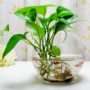 Luo Lan Lan Lan Hyacinth Bình thủy tinh trong nhà Hoa màu xanh lá cây Gửi hoa Giang Tô, Chiết Giang và Thượng Hải - Vase / Bồn hoa & Kệ giỏ trồng lan