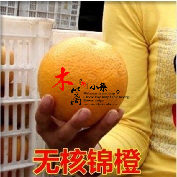橙子苗 盆栽地栽【无核锦橙】橙树苗 南北皆宜五年以上产量高