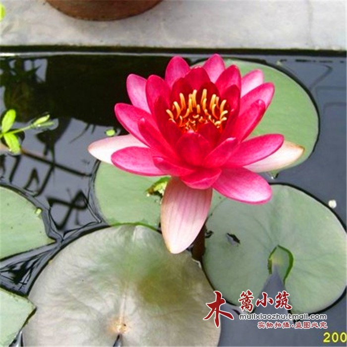 碗栽小睡莲【婴儿红】夏季观赏睡莲 水培盆栽睡莲根块